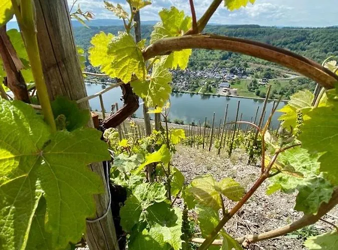 Апартаменты Mosel Бернкастель-Кюс